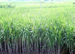 春甘蔗雖甘甜，鮮食莫大意——謹(jǐn)防霉變中毒